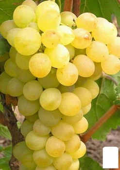 Виноград "Озон" (ранний срок созревания, крупная товарная гроздь) (48713)