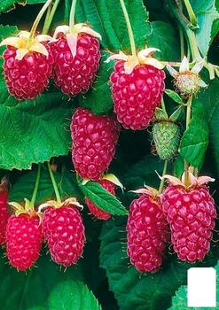 Малинно - ежевичный гибрид"Логанберри торнлесс" (Thornless Loganberry) (ранний срок созревания, бесшипный сорт) (43052)