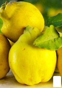 Айва продолговатая "Мария" (Maria) (премиальный морозостойкий сорт, среднего срока созревания) (51139)