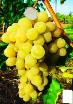 Виноград "Соляріс" (42970)