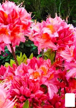 Рододендрон листопадный "Пинк Делайт"(Pink Delight) (120477)