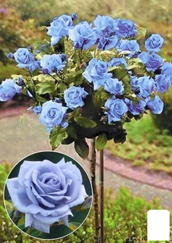 Роза штамбовая "Blue Nile" (саженец класса АА+) высший сорт (116149)