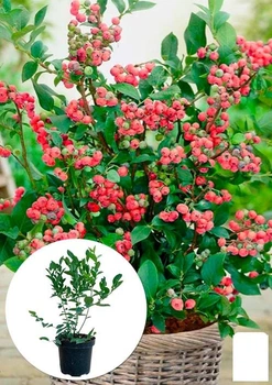 Голубика (черника садовая) 2 года "Пинк Блюберри" (Blueberry) С2 высота 40-50см (71768)