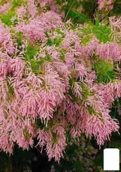Тамарикс ветвистый "Pink Cascade" (52517)