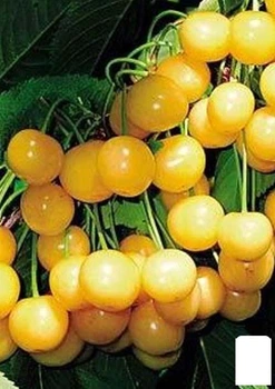 Черешня жовта "Денисена" (літній сорт, середній термін дозрівання) (118957)