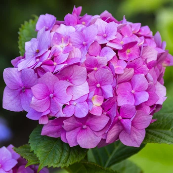 Саженцы Яскрава Гортензия Bouquet Rose контейнер 2.0 л (58852)