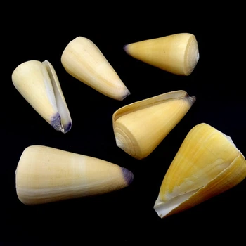 Морські мушлі Конус CONUS VIRGO, розмір: довжина 5-6 см