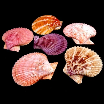 Морские раковины гребешок цветной Pectin nobilis, размер: 6.5-8 см