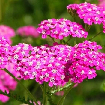 Тысячелистник Cerise Queen P9