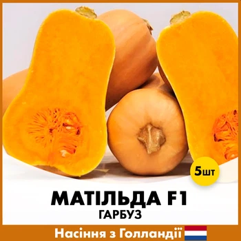 Тыква Enza Zaden Матильда F1, 5 шт