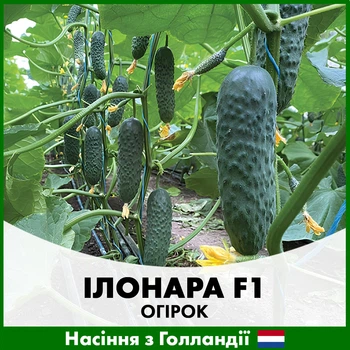 Огурец Илонара Rijk Zwaan F1, 10 шт