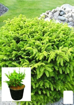 Ялина звичайна "Nidiformis" C2, висота 15-20см (62174)