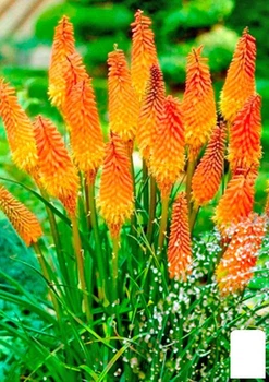 Книфофия "Kniphofia Indiana" вазон С2 (115632)