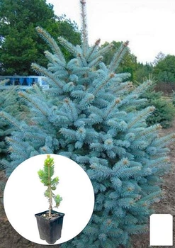 Ель Санта Фе "Glauca Santa Fe" вазон С1,5, высота 20-30см (112449)