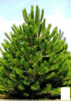 Сосна обыкновенная 3-х летняя (Pinus sylvestris) С3, высота 20-40см (115782)