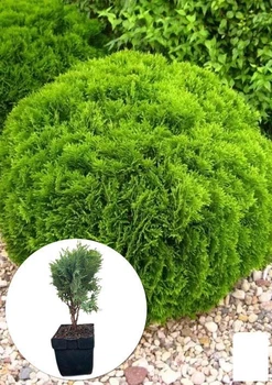 Туя західна 4-річна "Danica" (Thuja occidentalis) С3, висота 20-30 см (116266)