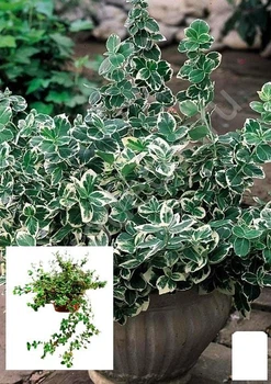 Бересклет Форчуна 2-х річний "Emerald Gaiety" (висота 20-40см) (114816)