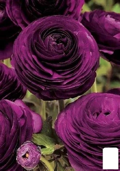 Лютики (Ранункулюс) "Violet" (розмір 5/6, великий) (155964)