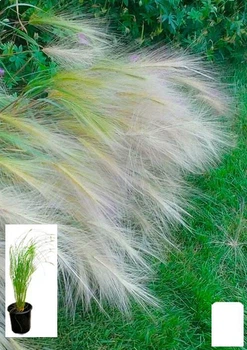 Ковыль Пушистый (Stipa) (63943)