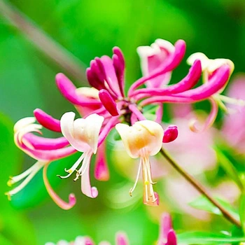 Саджанці Жимолості капріфоль (Lonicera caprifolium) Р9