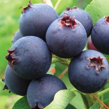 Саженцы Ирги канадской Ламарка (Amelanchier Lamarckii)