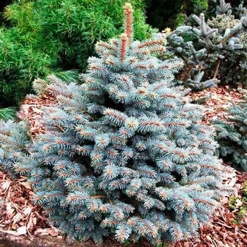 Саженцы Ели колючей Роял Блу (Picea pungens 'Royal Blue') Р9
