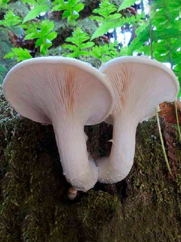 Мицелий на брусках Вешенка дубовая, 10 шт