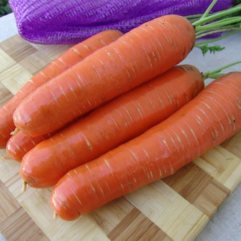 Семена моркови Бєрлика F1, Moravoseed, 10 г.