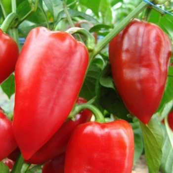 Семена перца Рубинова, Moravoseed, 100 шт.