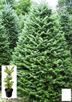 Пихта Бальзамическая 3-х летняя (Abies balsamea) высота 30-40 см (120423)