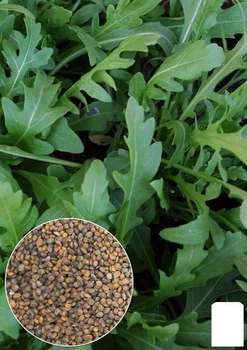 На вагу Руккола "Красуня" Agro-Market ціна за 10г (22071)