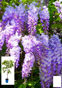 Глициния 4-х летняя китайская "Созерн Белл" (Wisteria chinensis Southern Belle) С2, высота саженца 60-100см (57025)