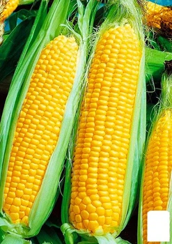 На вагу Кукурудза "Спокуса" Agro-Market ціна за 40г (178558)