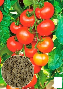 На развес Томат "Богата хата" Agro-Market цена за 1г (178441)