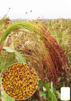 На развес Сорго веничное Agro-Market цена за 30г (21970)