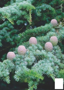 Кедр Атласский (Cedrus Аtlantica) (50699)