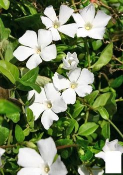 Барвінок білий "Alba Vinca minor" вазон С2 (115626)