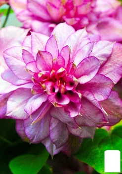 Клематис "Innocent Glance" NEW (47826)
