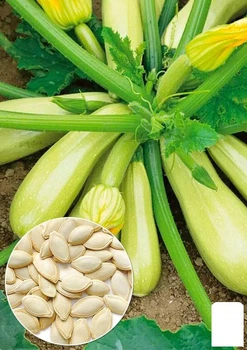 Кабачок "Аскольд" (в банке) Agro-Market 20г (177898)