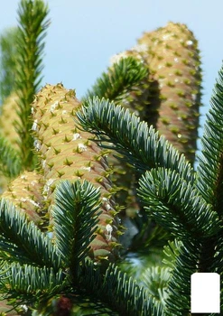 Пихта Греческая 3-х летняя "Abies cephalonica" (высота 20-30см) (181104)