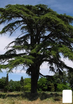Кедр Ливанский (Cedrus libani) С1,5, высота 30-40 см (181108)