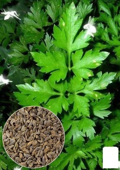 На развес Петрушка "Урожайная" Agro-Market цена за 10г (22067)