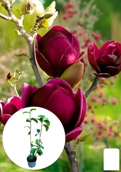 Магнолия 4-х летняя гибридная "Black Tulip" (высота 50-60см) (181165)
