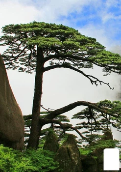 Сосна Хуаньшаньская (Pinus hwangshanensis) горшок P9 (181288)