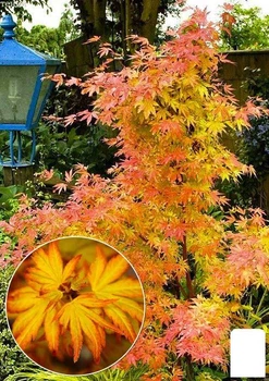 LMTD Клен пальмолистий 2-х річний "Orange Dream" (40-50см) (94424)