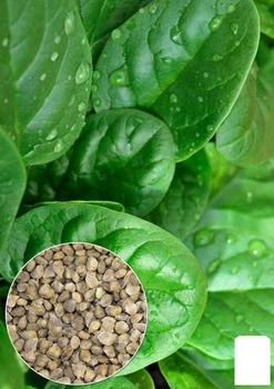 На вагу Шпинат "Матадор" Agro-Market ціна за 7г (22090)