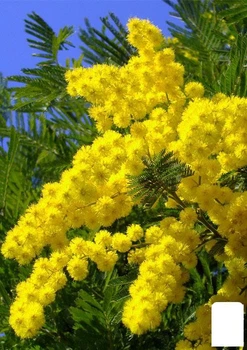 Мимоза (Acacia Dealbata) вазон Р9 (49843)