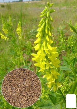 На развес Донник желтый Agro-Market цена за 30г (21972)