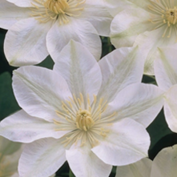 Клематис Guernsey Cream