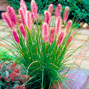 Саджанці Пеннісетума лисохвостовидного Ред Хет (Pennisetum alopecuroides Red Head) Р9